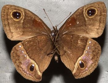 Media type: image;   Entomology 21989 Aspect: habitus ventral view